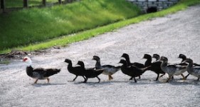 Ducks_feat