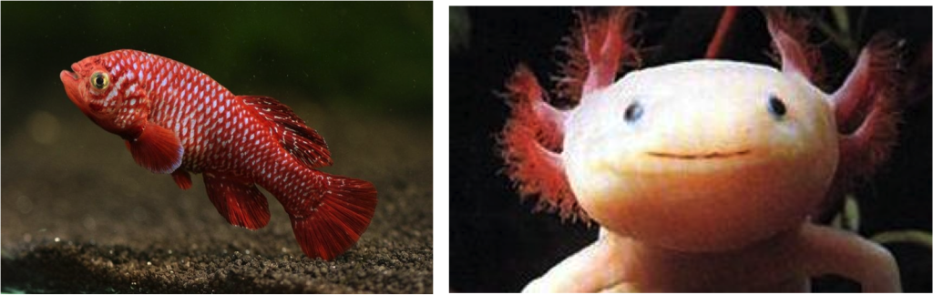 Left: African Annual Fish. Right: Olm salamander